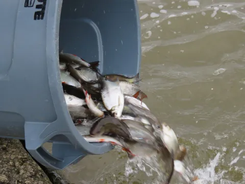 Stocking Tench, Bream and Rudd 