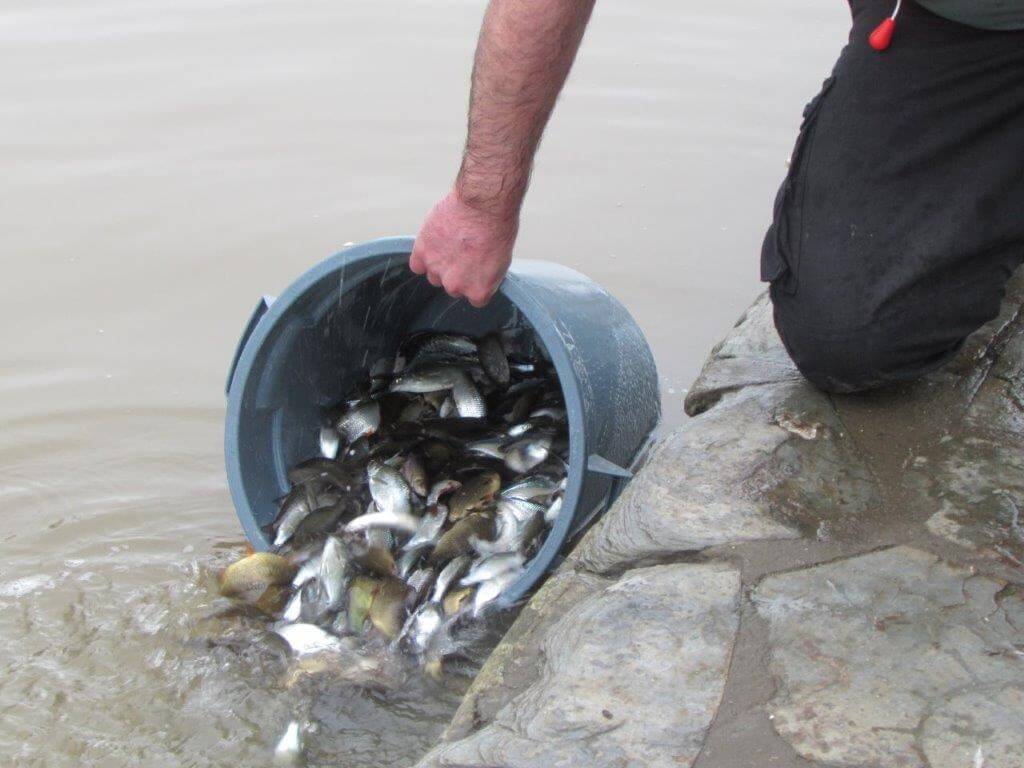 Releasing the Fish