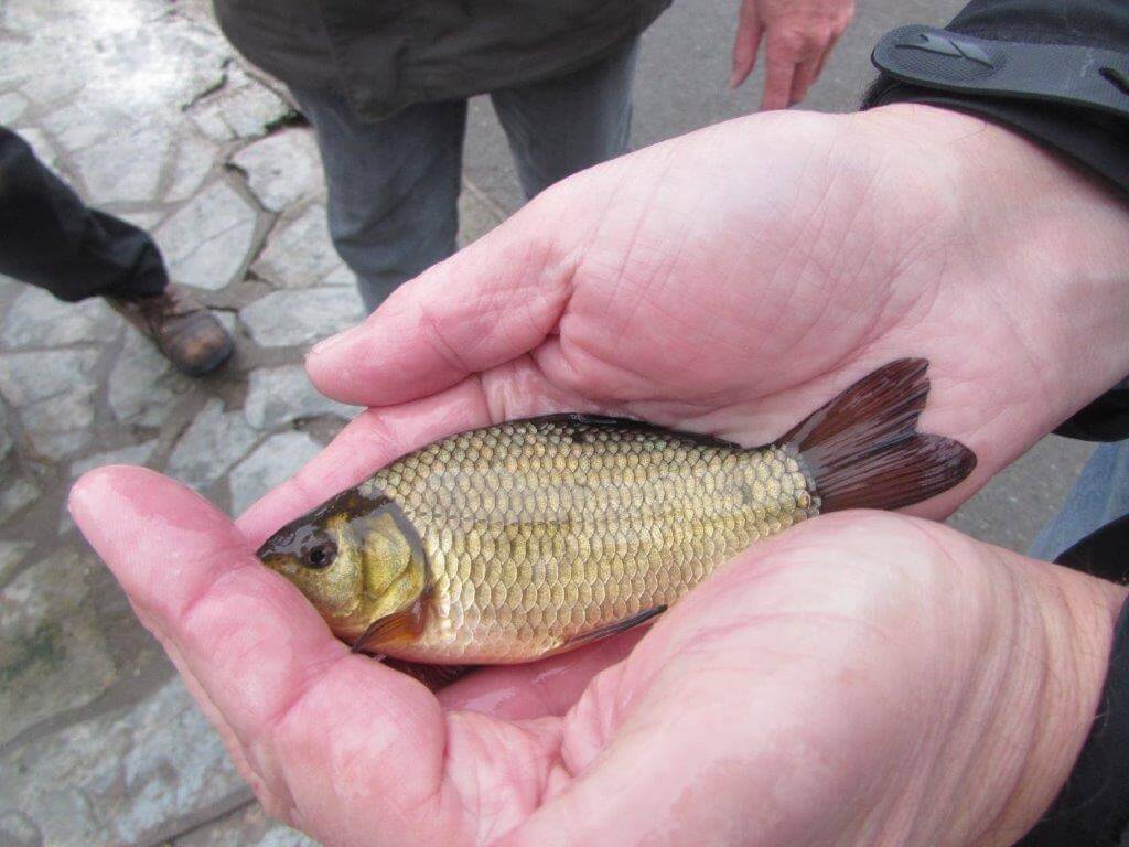 Crucian Carp