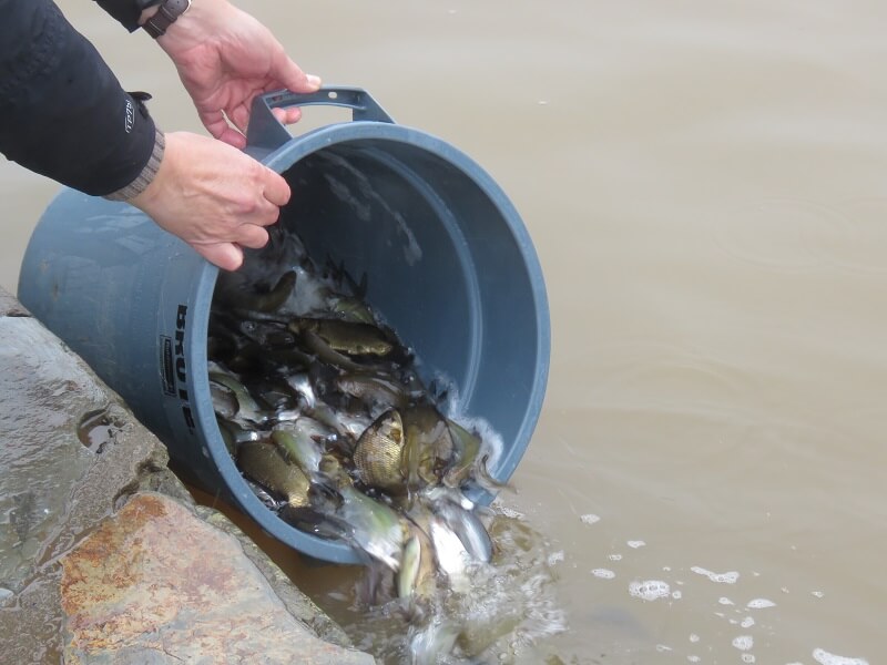 Tench Silvers Being Stocked