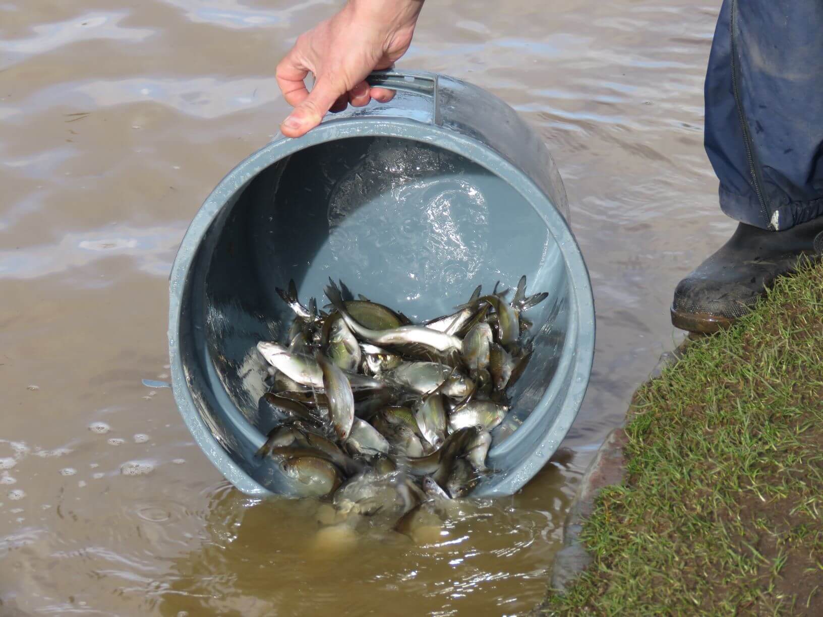 Fish Stocking