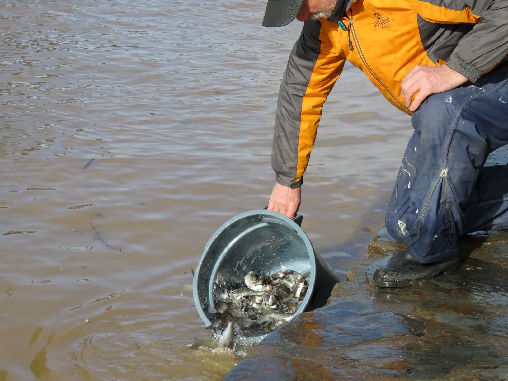 Fish Stocking